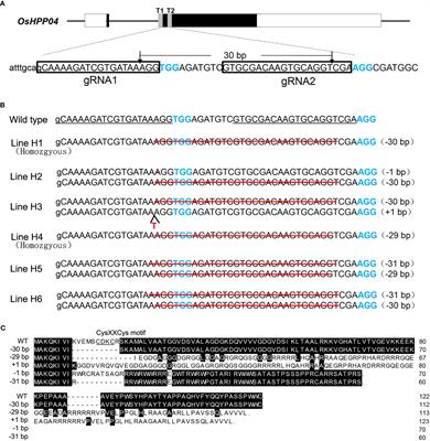 CRISPR/Cas9-mediated mutagenesis of the susceptibility gene OsHPP04 in rice confers enhanced resistance to rice root-knot nematode